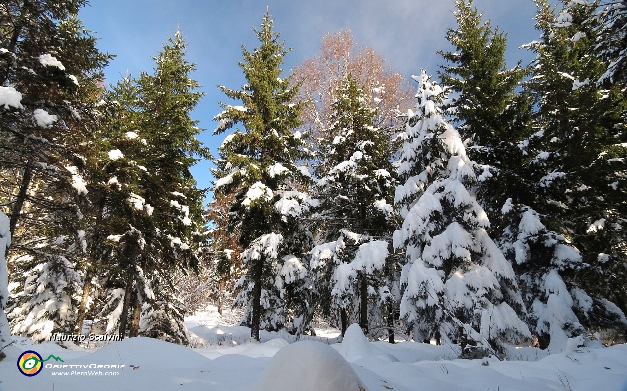 24 Ancora qualche minuto nel bosco....JPG